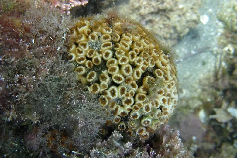 Cladocora caespitosa