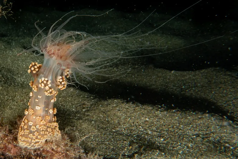 Alicia mirabilis