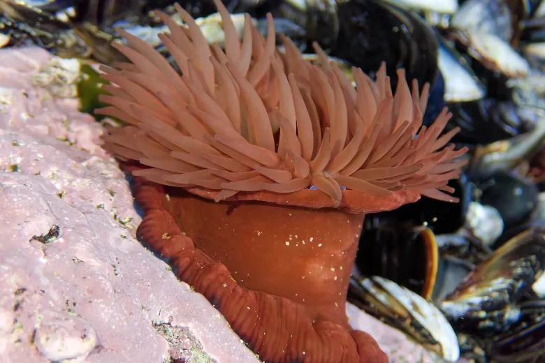 Actinia equina