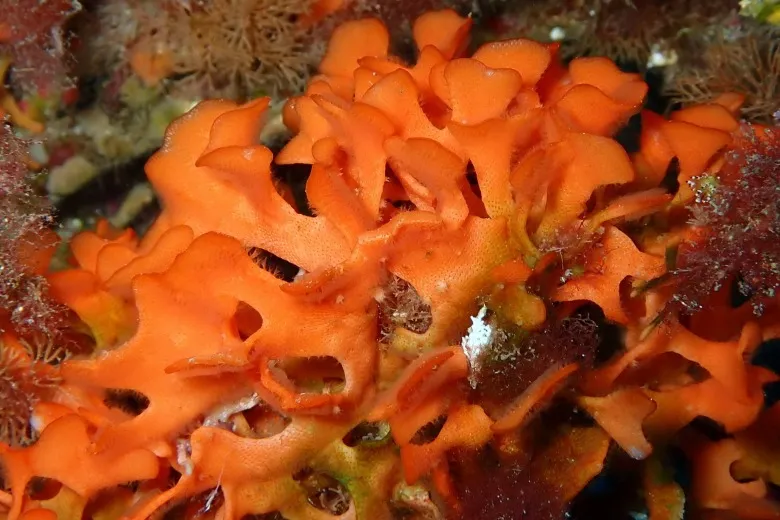 Pentapora fascialis