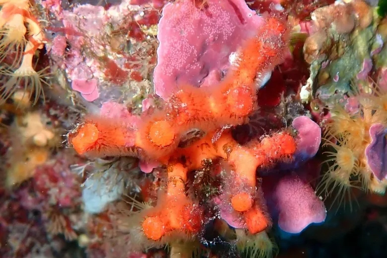 Myriapora truncata