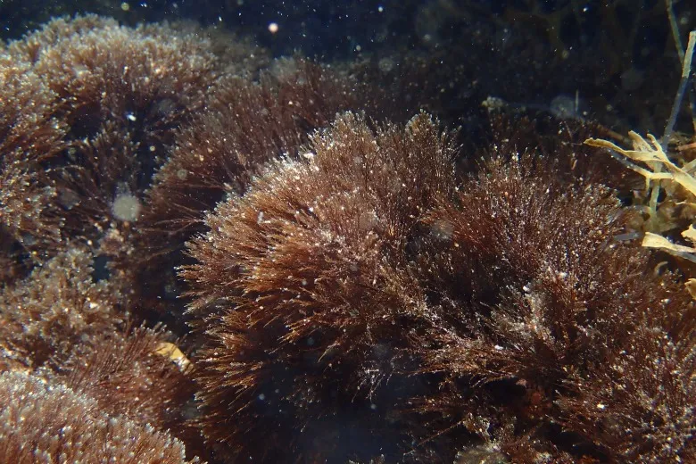 Halopteris scoparia