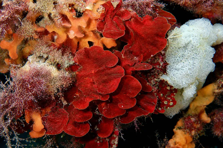 Peyssonnelia squamaria