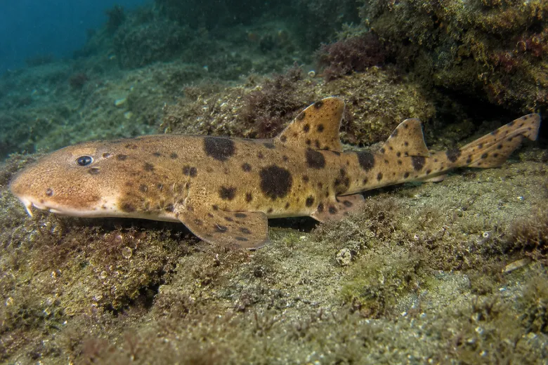 Scyliorhinus stellaris