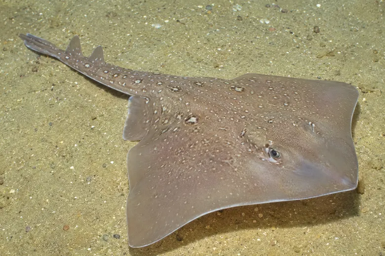 Raja asterias