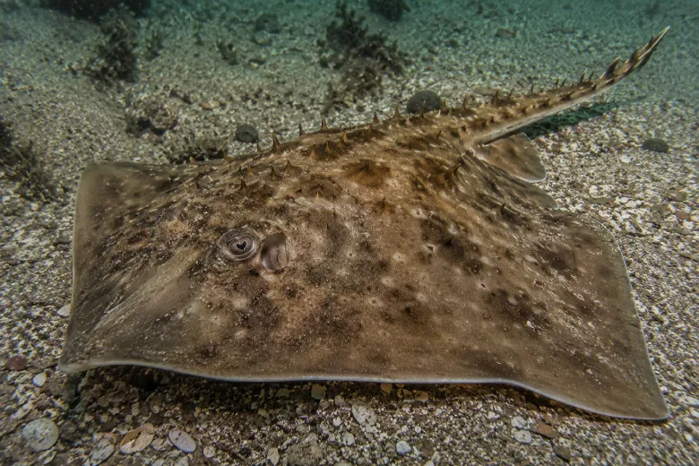 Raja clavata