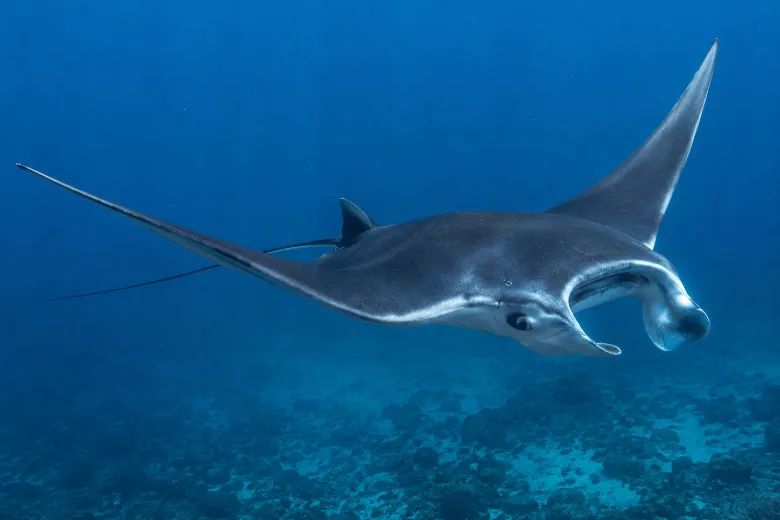 Mobula mobular