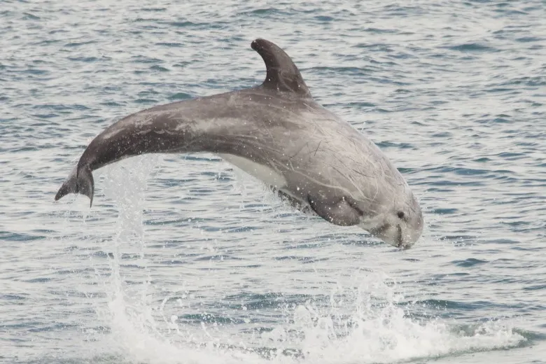 Grampus griseus