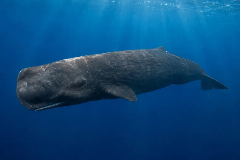 Physeter macrocephalus