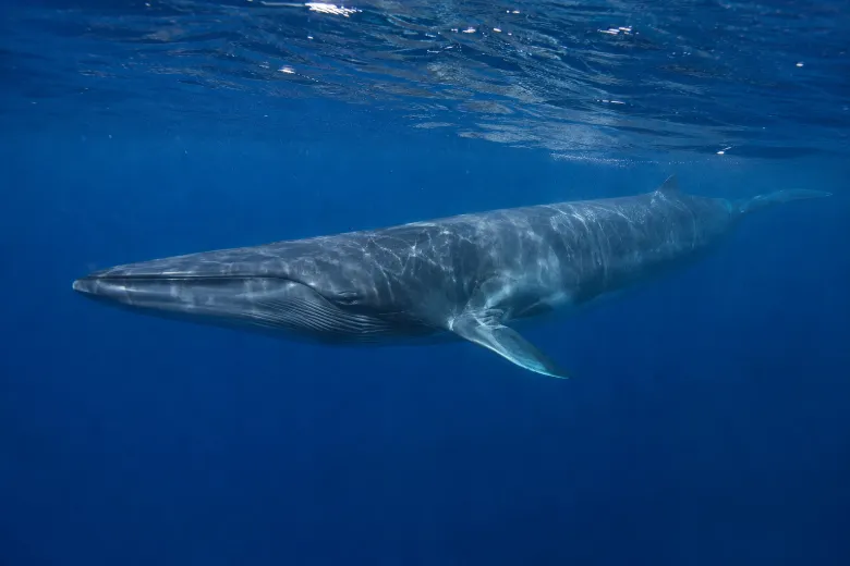 Balaenoptera physalus