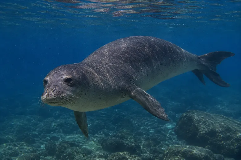 Monachus monachus