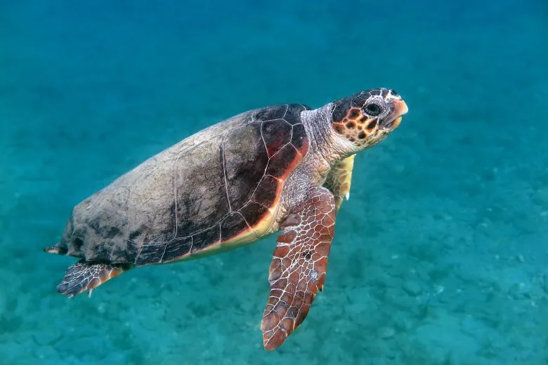 Caretta caretta