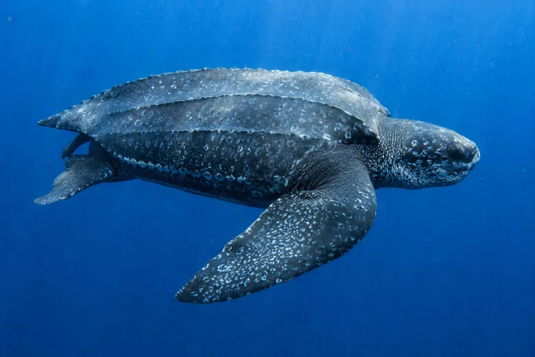 Dermochelys coriacea