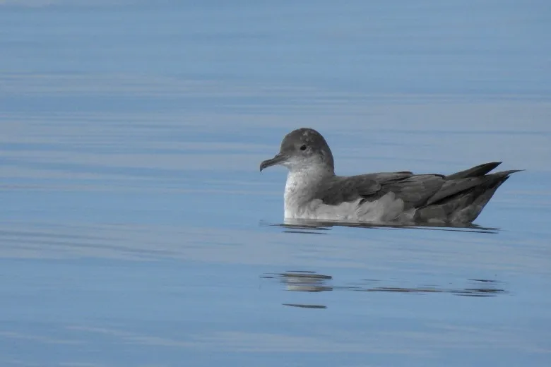 Puffinus mauretanicus