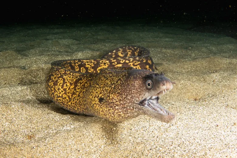 Muraena helena