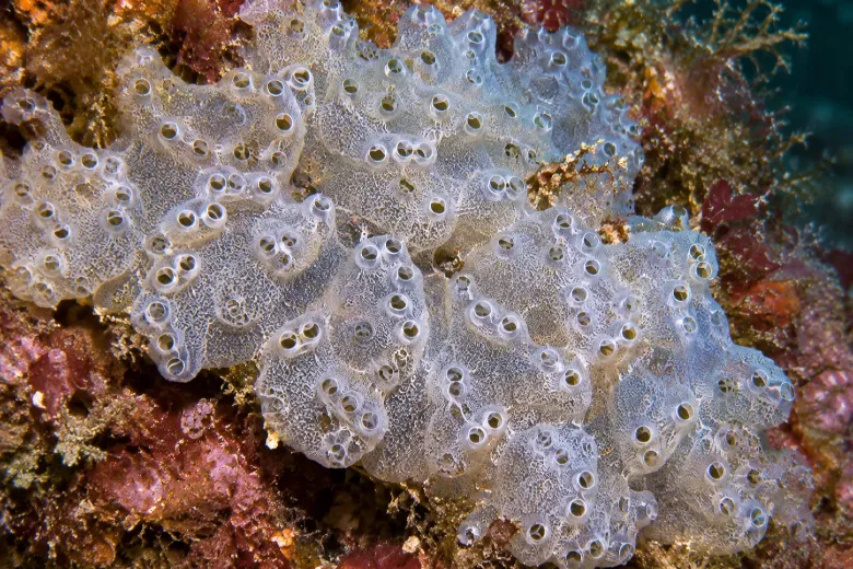 Diplosoma listerianum