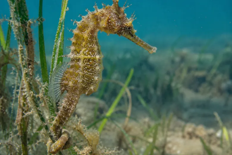 Hippocampus guttulatus