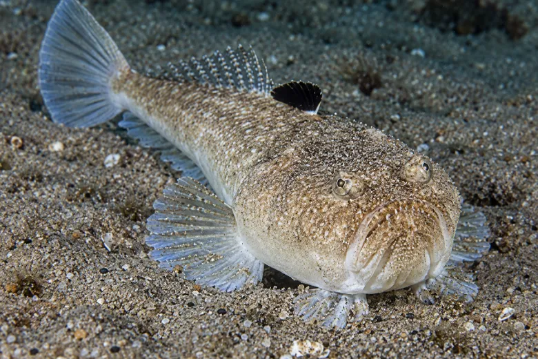 Uranoscopus scaber