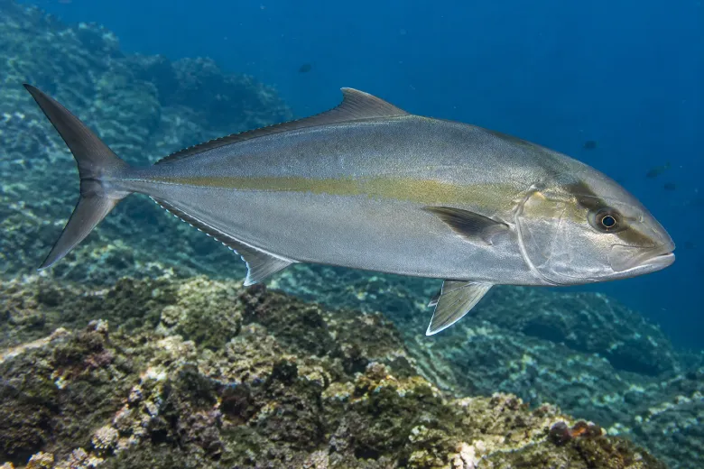 Seriola dumerili