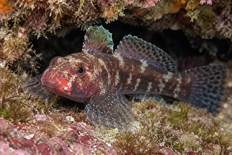 Gobius cruentatus