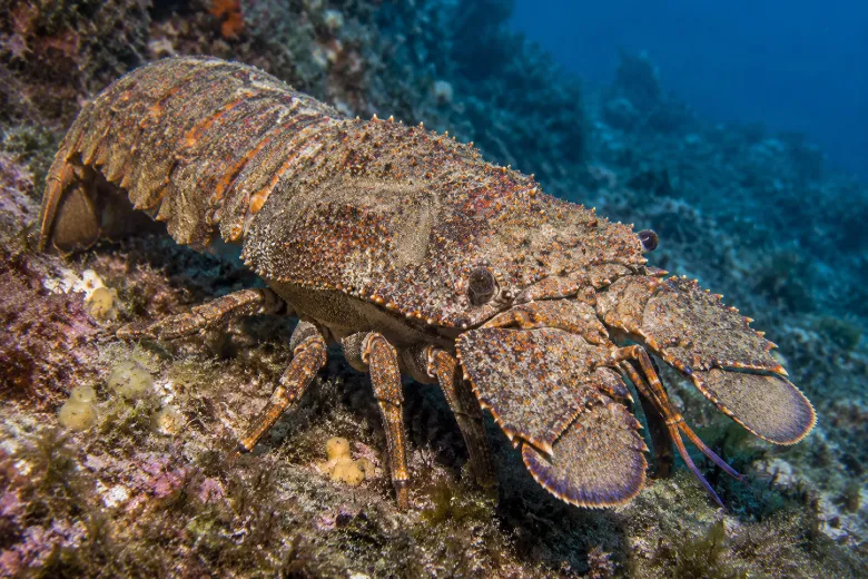 Scyllarides latus