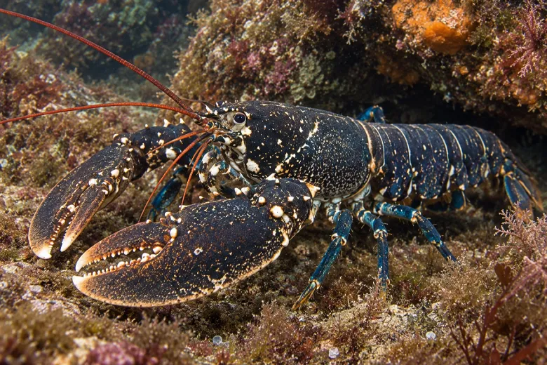 Homarus gammarus
