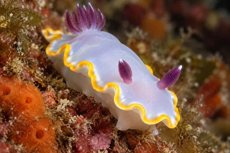 Rudmania purpurea