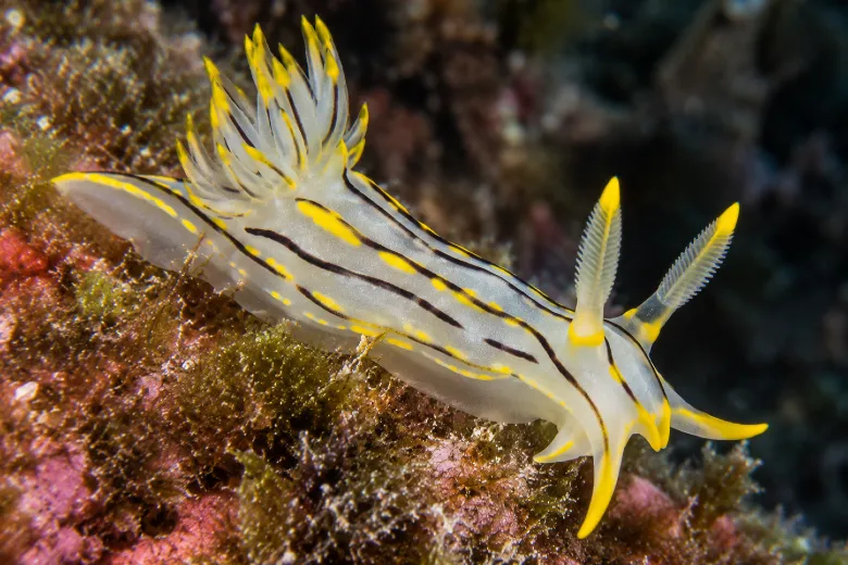 Polycera quadrilineata
