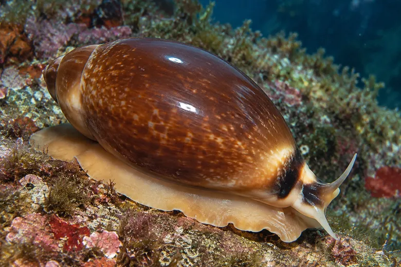 Luria lurida
