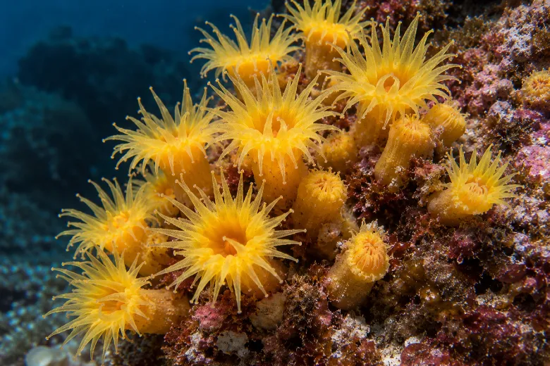 Leptopsammia pruvoti