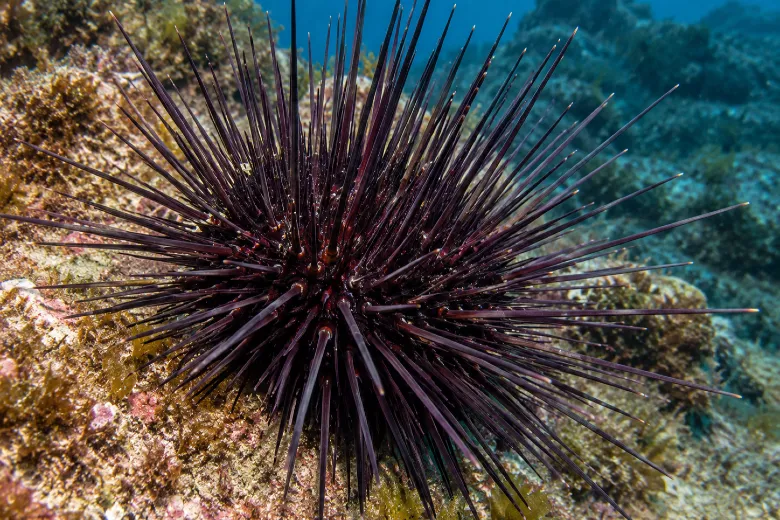 Centrostephanus longispinus