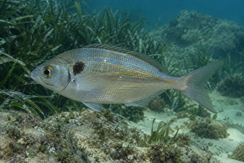 Spicara maena