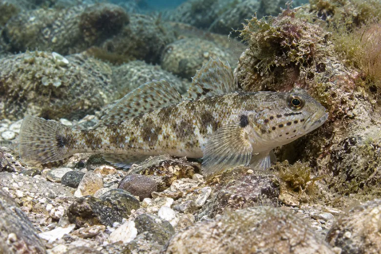 Gobius bucchichi