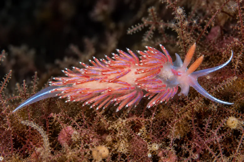 Facelina auriculata