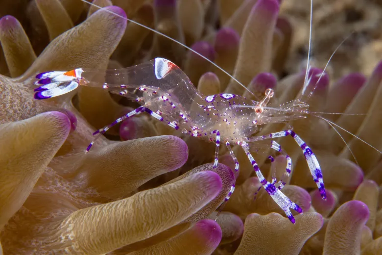 Periclimenes amethysteus