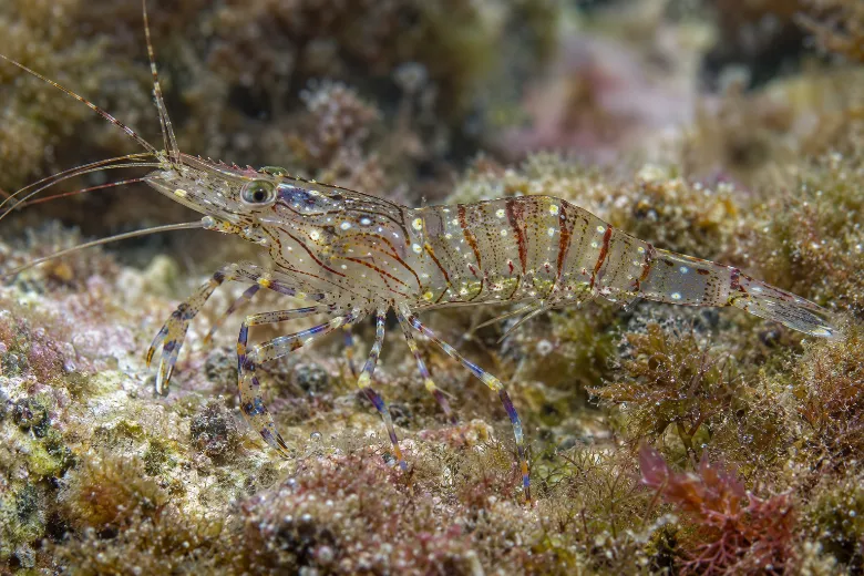 Palaemon elegans