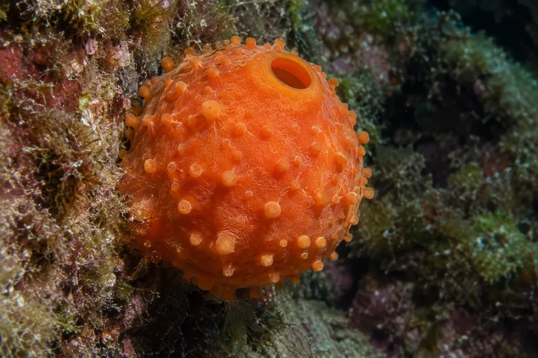 Tethya aurantium