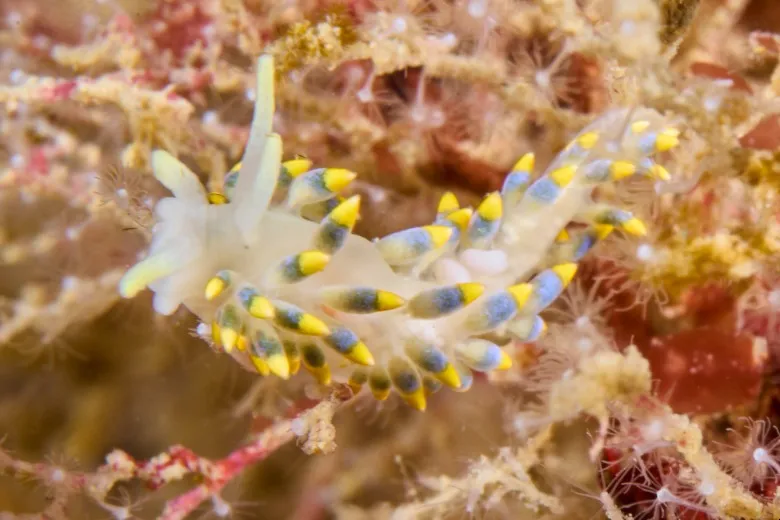 Trinchesia caerulea