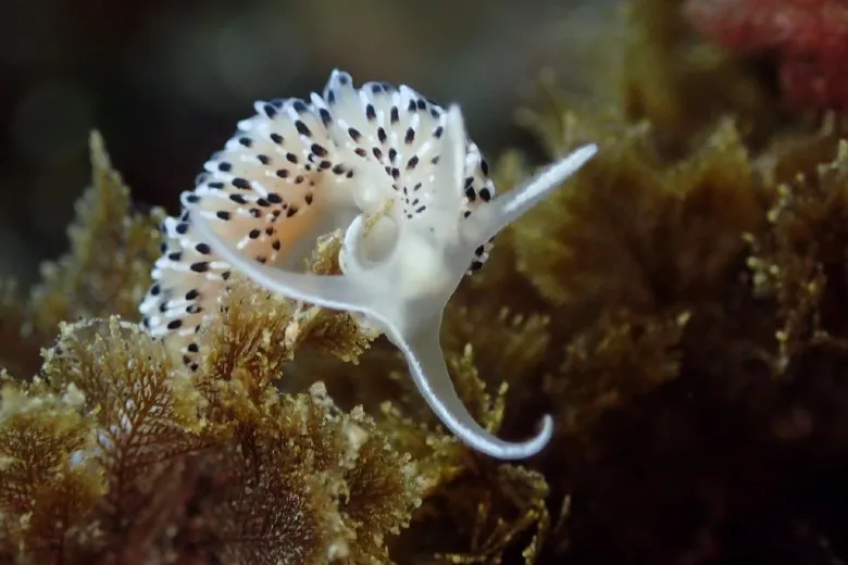 Caloria elegans