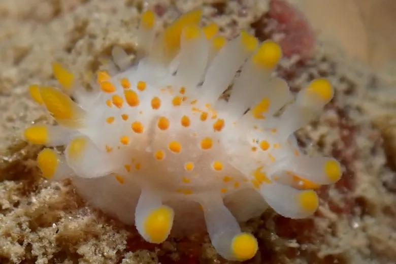 Limacia clavigera