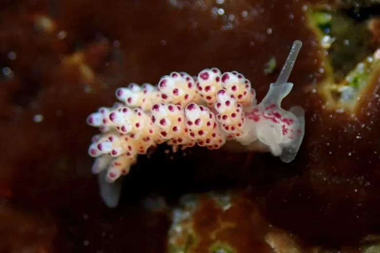 Doto coronata