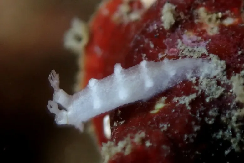 Candiella odhneri