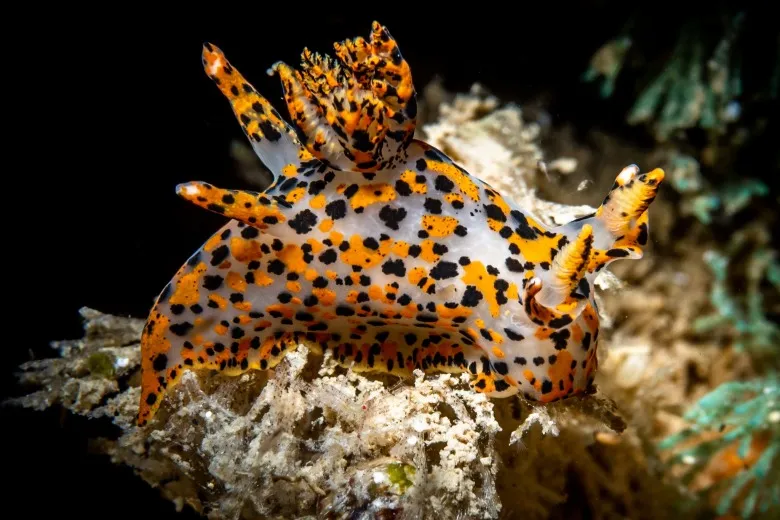 Thecacera pennigera