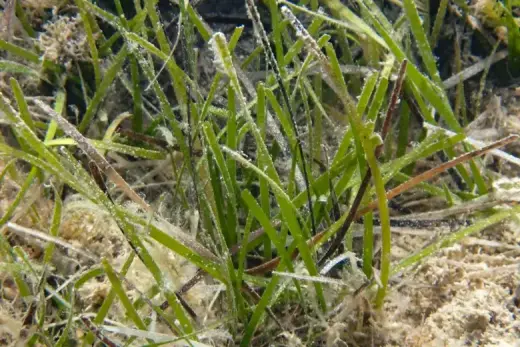 Cymodocea nodosa