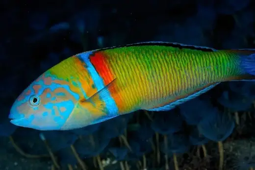 Thalassoma pavo