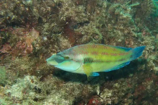 Symphodus tinca
