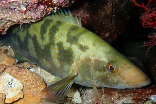 Labrus merula