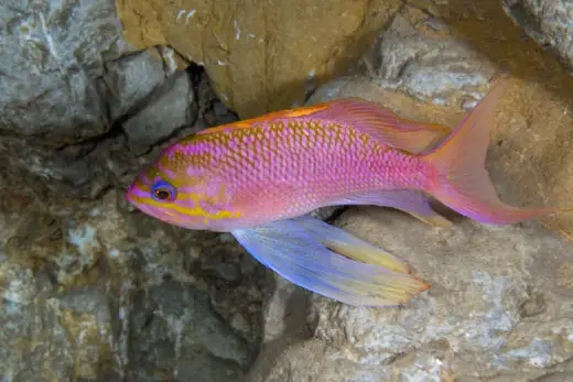 Anthias anthias