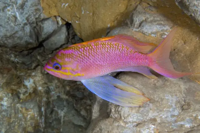 Anthias anthias