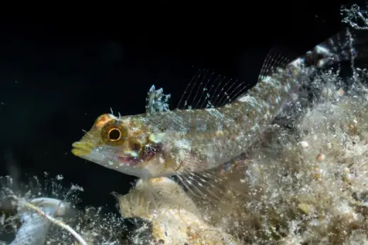 Tripterygion delaisi